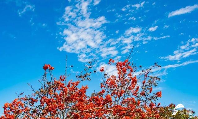 组图丨秋日登高 看泰山花楸染红岱顶