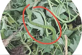 菜农下地遭竹叶青咬伤 给蛇拍照迅速扎紧手臂图片