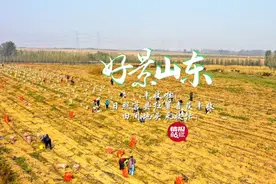 果然视频·好景山东|日照莒县红薯喜获丰收，田间地头采收忙！图片