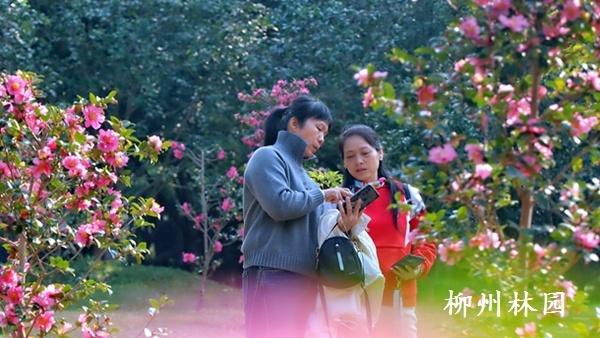 柳州市雀儿山公园茶梅盛放