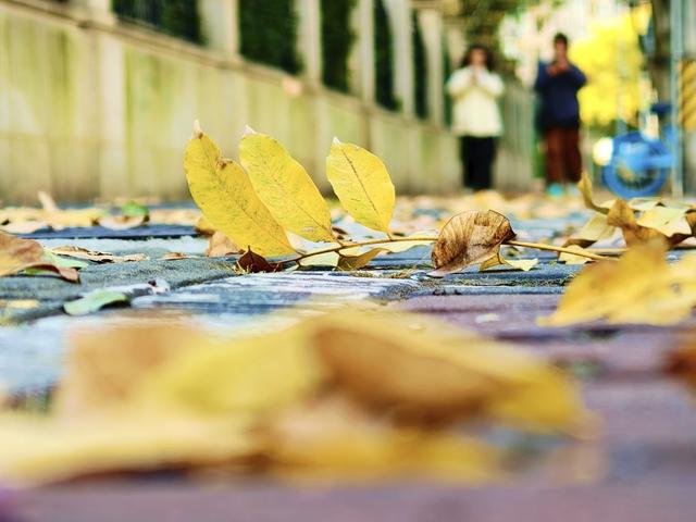 上海街头变身浪漫剧场！“落叶不扫”已上线