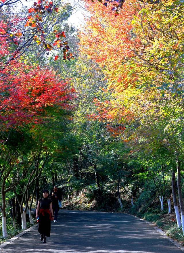 红墙+银杏已就位，本周拍照打卡攻略出炉！