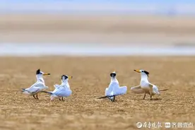 国家一级保护动物中华凤头燕鸥|山东影像记录第一人秦玉平图片