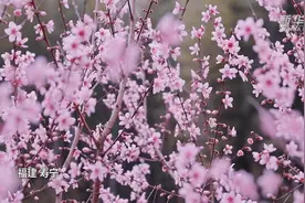 千城百县看中国丨福建寿宁：三月桃花开满枝图片