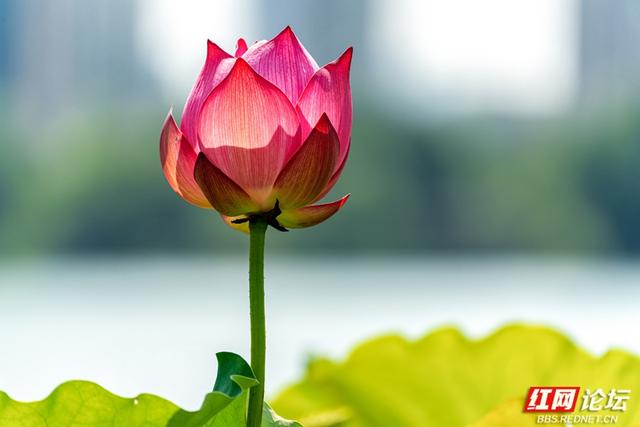 荷韵长沙 | 月湖荷花绽放，惊艳一城夏日