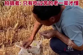 几位老人在刚收割完的麦地里，捡拾机器掉落的麦穗，拍摄者:只有吃过苦的老一辈才懂图片