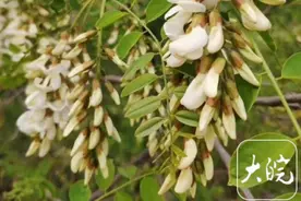 又逢槐花香 好看又能吃 池州专业人士提醒：食用需谨慎图片