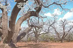 兰州皋兰什川梨花会今日启幕 这份赏花攻略请收好图片