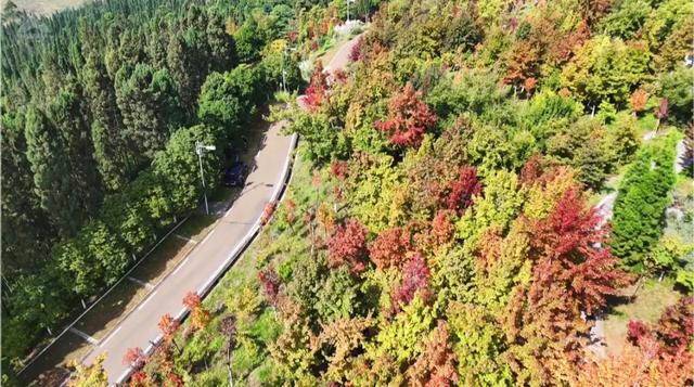 昆明迎来最美赏枫季 打卡攻略奉上