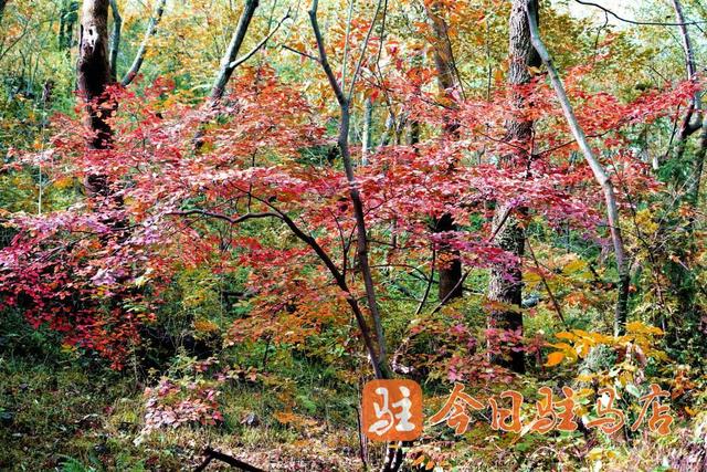 初冬金顶山：红叶染层林 漫山披盛装