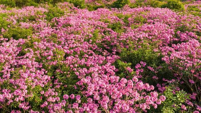 周末去打卡！南宁四大花海上线，20℃暖冬赏花攻略一键收藏！