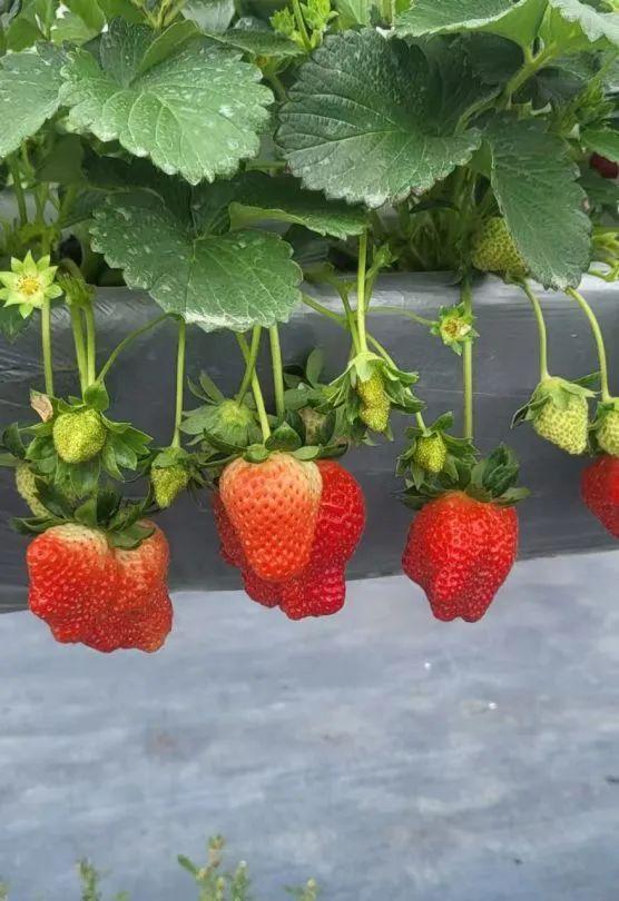 藏不住了！新会人身边的“欢乐农场”！