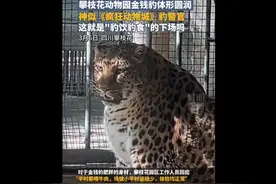 攀枝花动物园金钱豹体形圆润，神似《疯狂动物城》豹警官，这就是“豹饮豹食”的下场吗图片