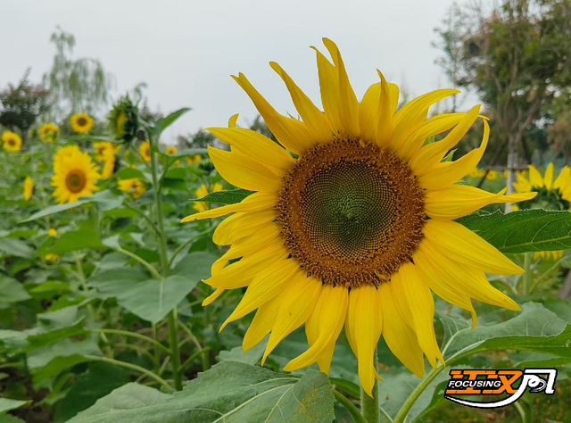 邂逅节日浪漫！临江仙公园向日葵花海迎来盛花期