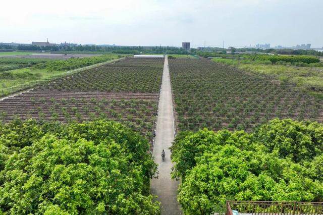 “艇”进未来，万顷沙镇水乡文化季圆满收官！