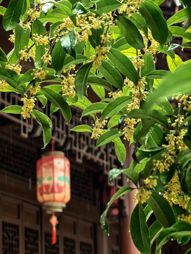 晚潮｜苏堤夜月与钱祠香雨