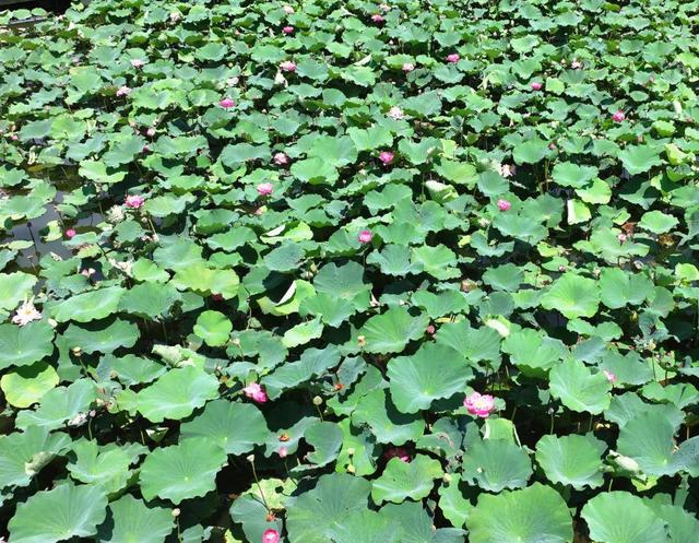 来宿城，打卡我“荷”你的浪漫