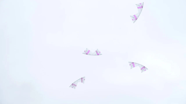 南通如东：彩鸢竞飞，“筝”奇斗艳