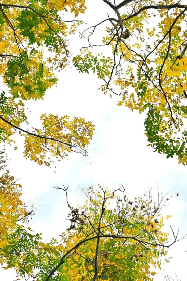 藏不住！秋天的莲都街头，绝美~