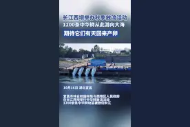 期待它们回来产卵！长江西坝放流1200条中华鲟图片