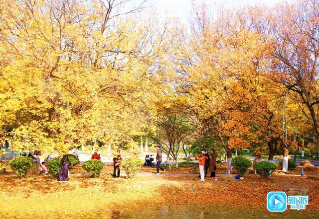 初冬，收藏一封大地写给天空的情书