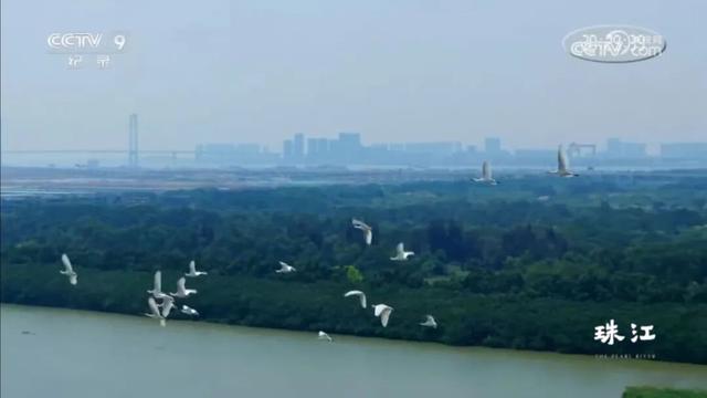 跟着《珠江》游增城！纪录片里的这些地方，一定要打卡