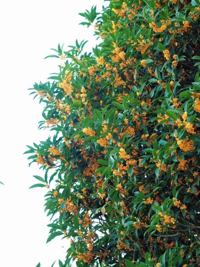 弥勒3个赏桂花好去处！真香～