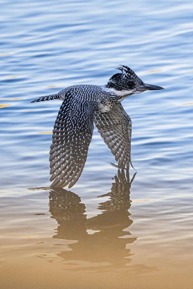 全球金奖！这次是——