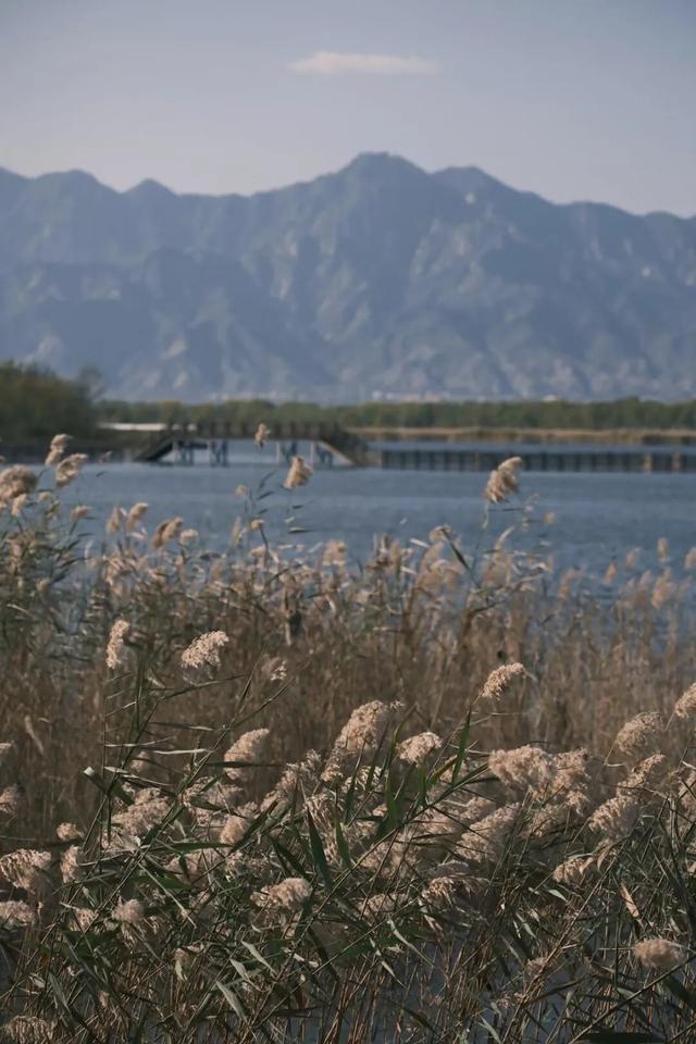 一眼心动！周末邂逅北京芦花漫舞，超有秋日feel~