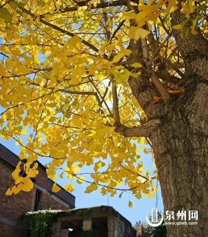 金叶万扇舞秋风：深秋 山野便染尽金色 银杏成最耀眼的主角