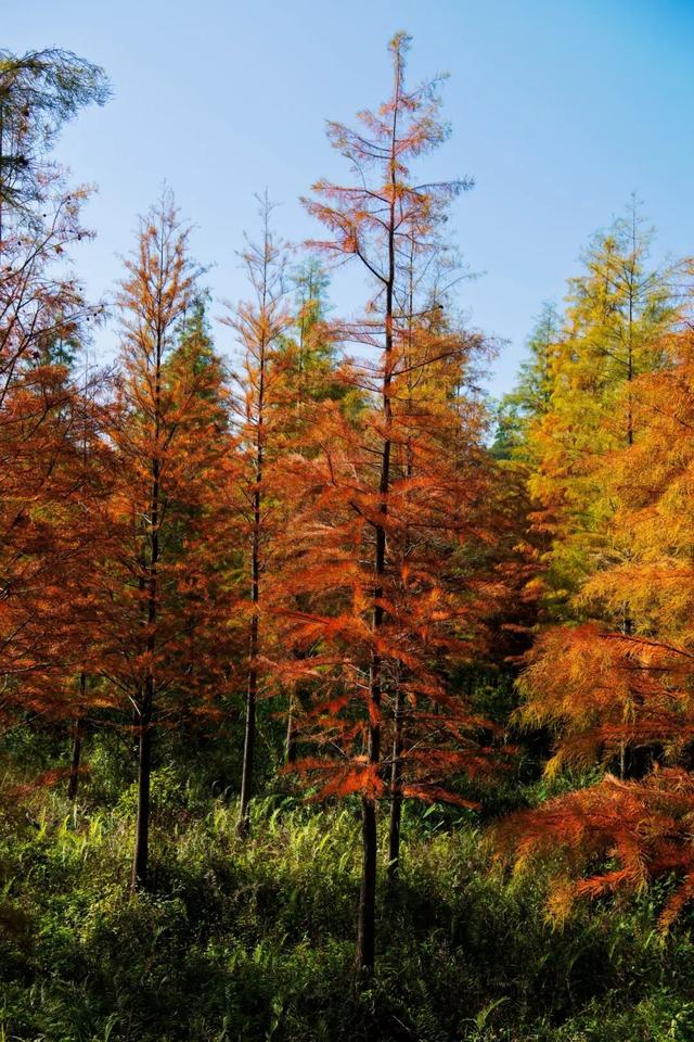 进入观赏期！东莞多处落羽杉，红了！