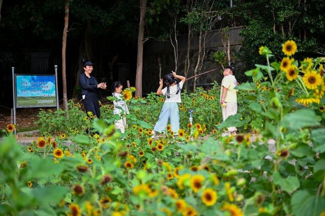 美！“网红”花海盛放回归