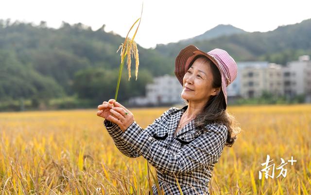 信宜北界：千亩稻田翻金浪，深秋乡村入画来