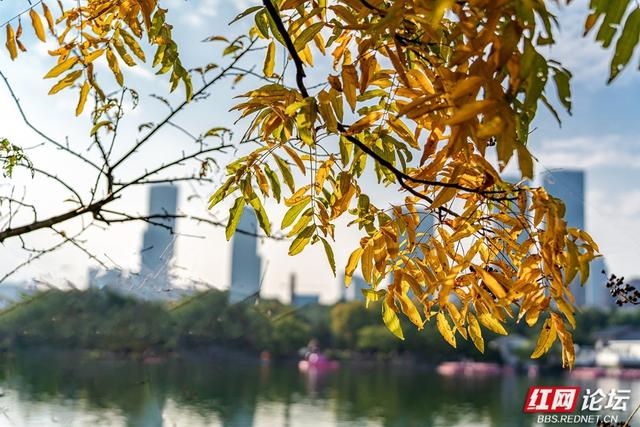岁暖时刻丨暖冬长沙图鉴：烈士公园，藏不住的诗意光景