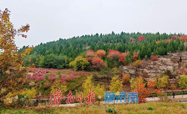深秋时节，漫步历下处处皆景