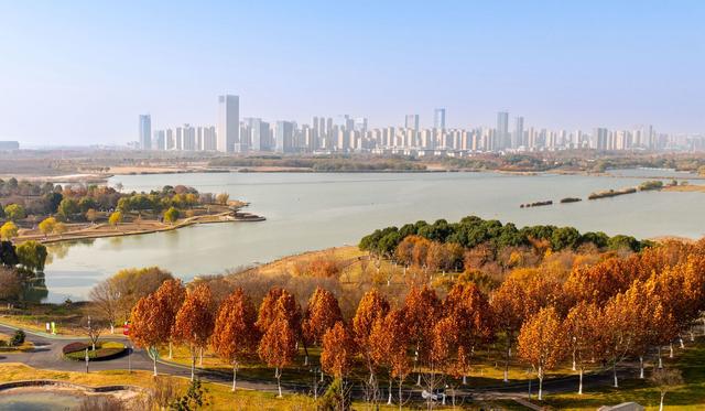 层林尽染！到合肥滨湖方兴湖公园打卡冬日浪漫