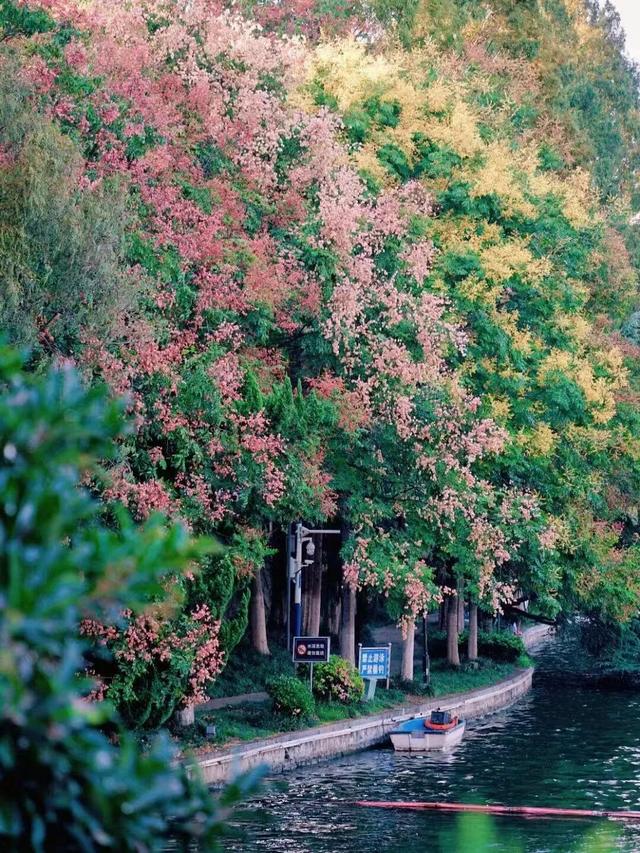 合肥的秋天，不基础