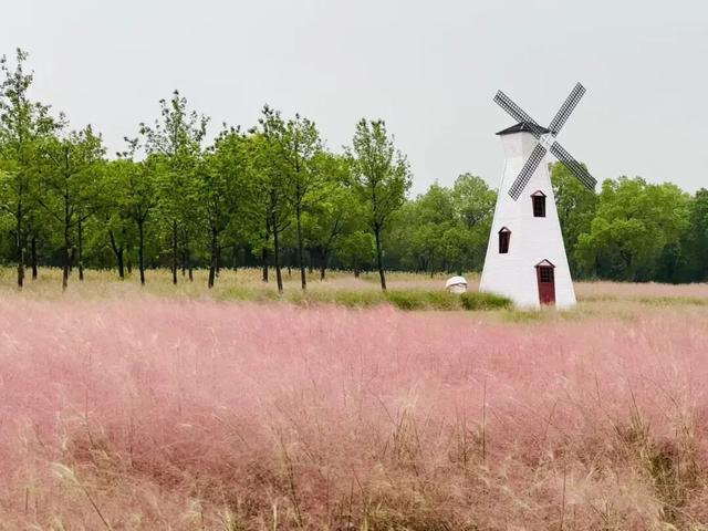 秋色染粉黛！来顾村公园邂逅一场粉色浪漫~