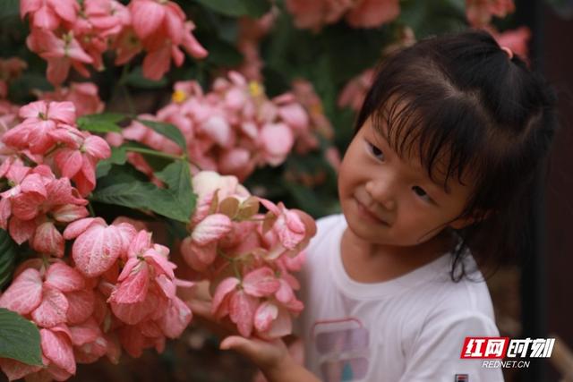 免费科普盛宴点燃暑期 省植物园邀你探秘奇趣自然