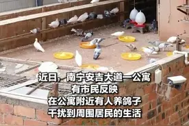 鸽声吵、鸽粪臭，小区居民不堪其扰，人鸽如何和谐相处？图片