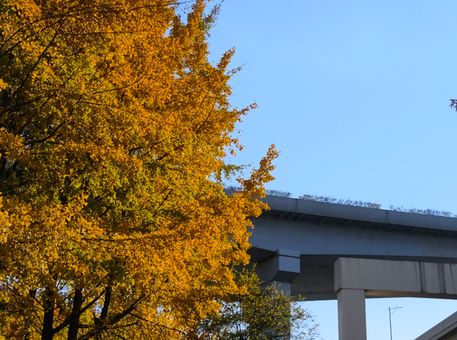 静安“银杏车站”迎来最美时刻！满眼的金色浪漫……（附全区银杏打卡点位）