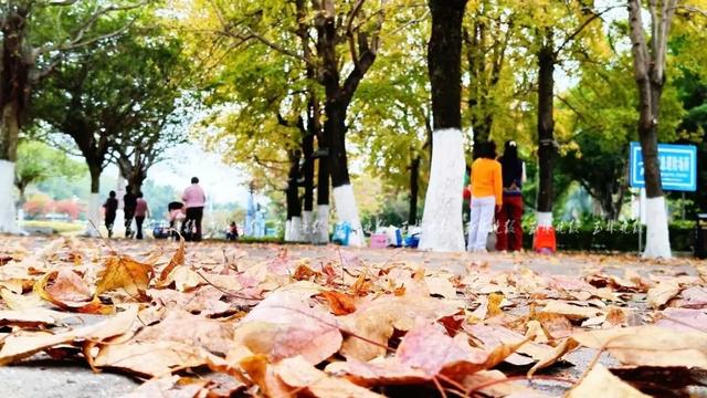 惊艳！玉林冬日的浪漫，藏在这里→