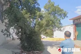 村村有好戏 | 数百岁酸枣树，成了考证村庄的“活文物”图片