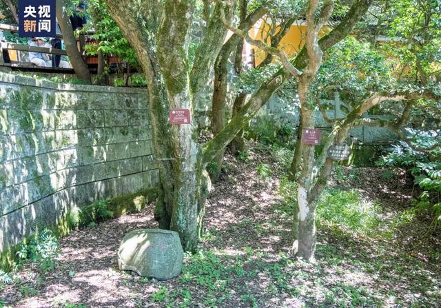 “爬树”也能修学分？这所高校的“攀树课”一课难求！