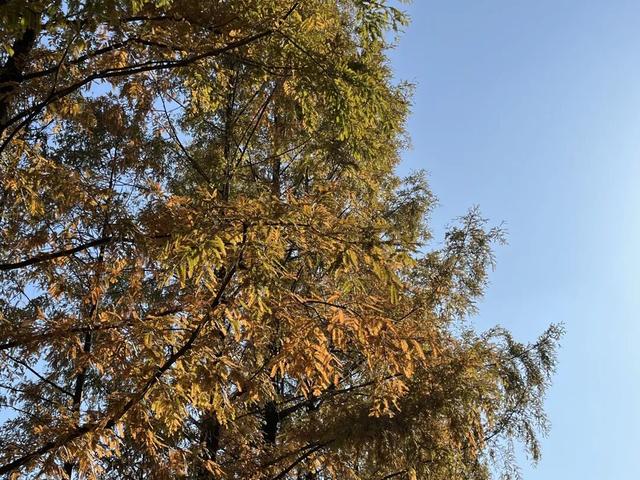 美翻了！苏河湾“红枫天桥”上线！更多金色、橙色、赭红色正在路上……来看↗