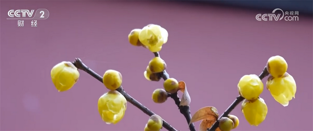 “文化游”“赏花游”“错峰游”解锁“冬日经济”新活力 文旅市场消费潜能持续释放