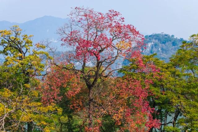 快来打卡！星湖边的乌桕红了，比枫叶更艳丽！