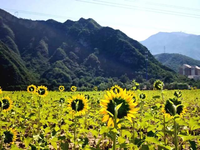 80亩向日葵花海！藏在门头沟这里——