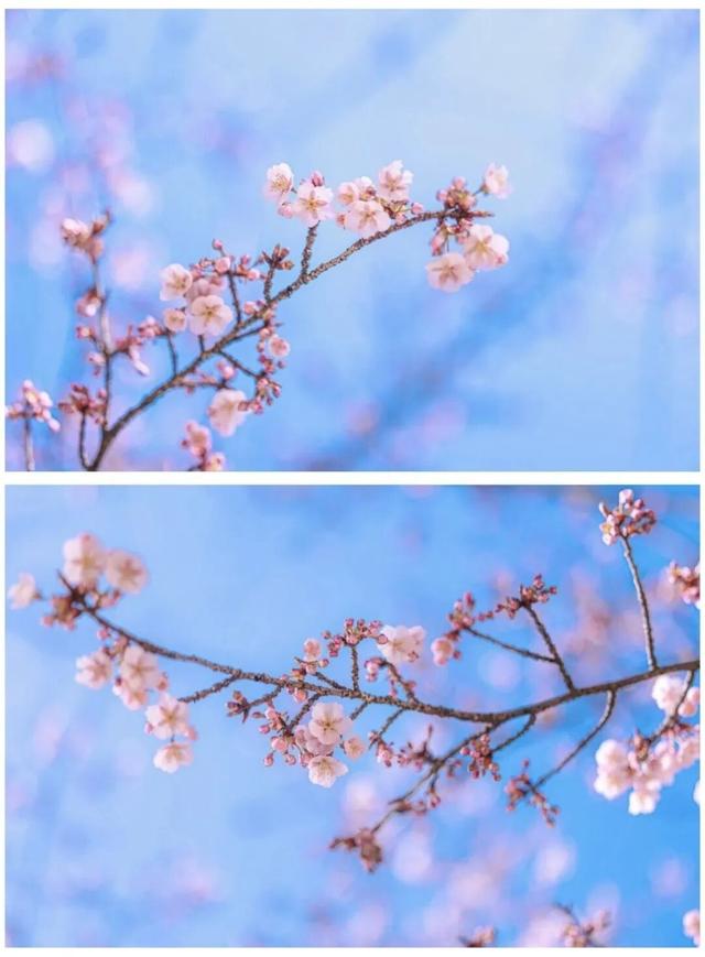 突然全“粉”了！在无锡，提前半个月！