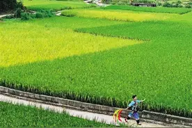 龙清彰丨最忆苗乡味图片